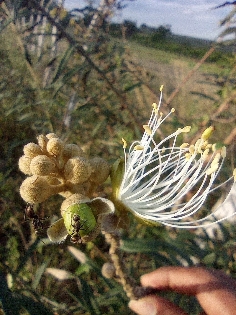 Morisonia longifolia photo 5