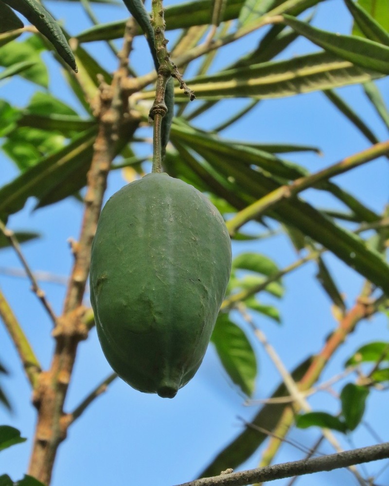 Morisonia longifolia photo 6