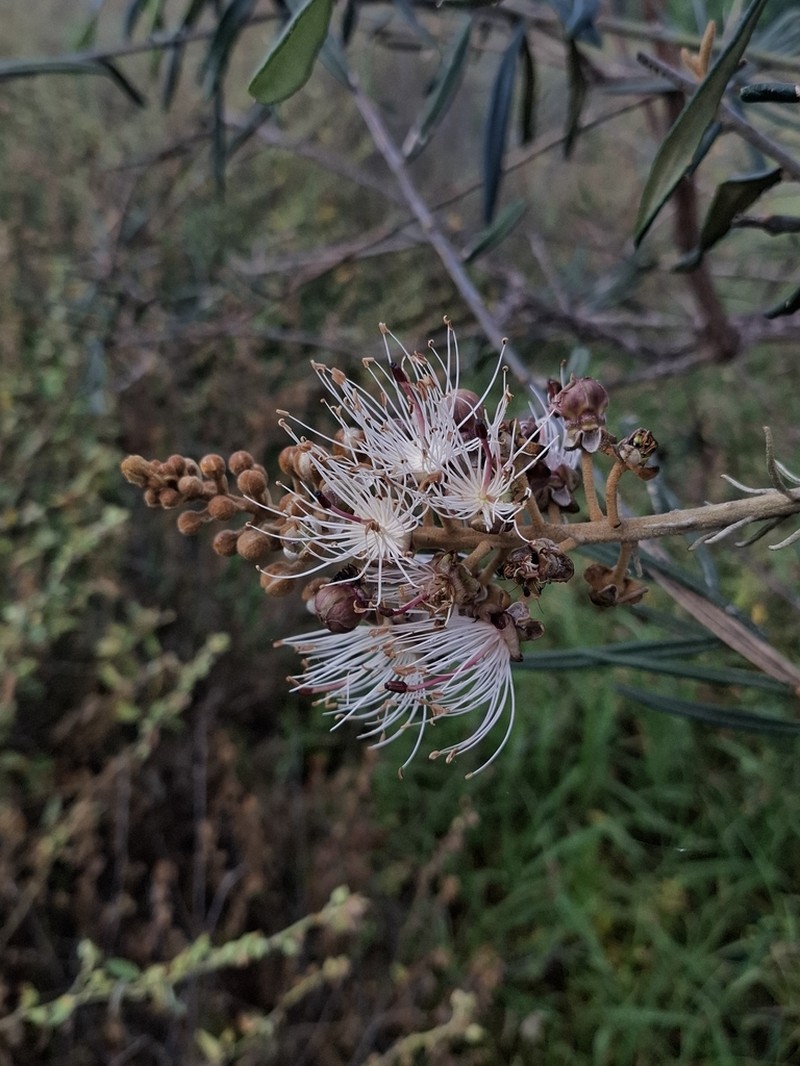Morisonia longifolia photo 7