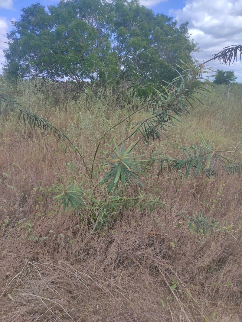 Morisonia longifolia photo 8