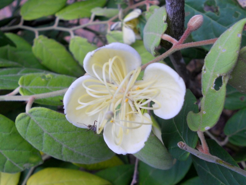 Morisonia matogrossensis