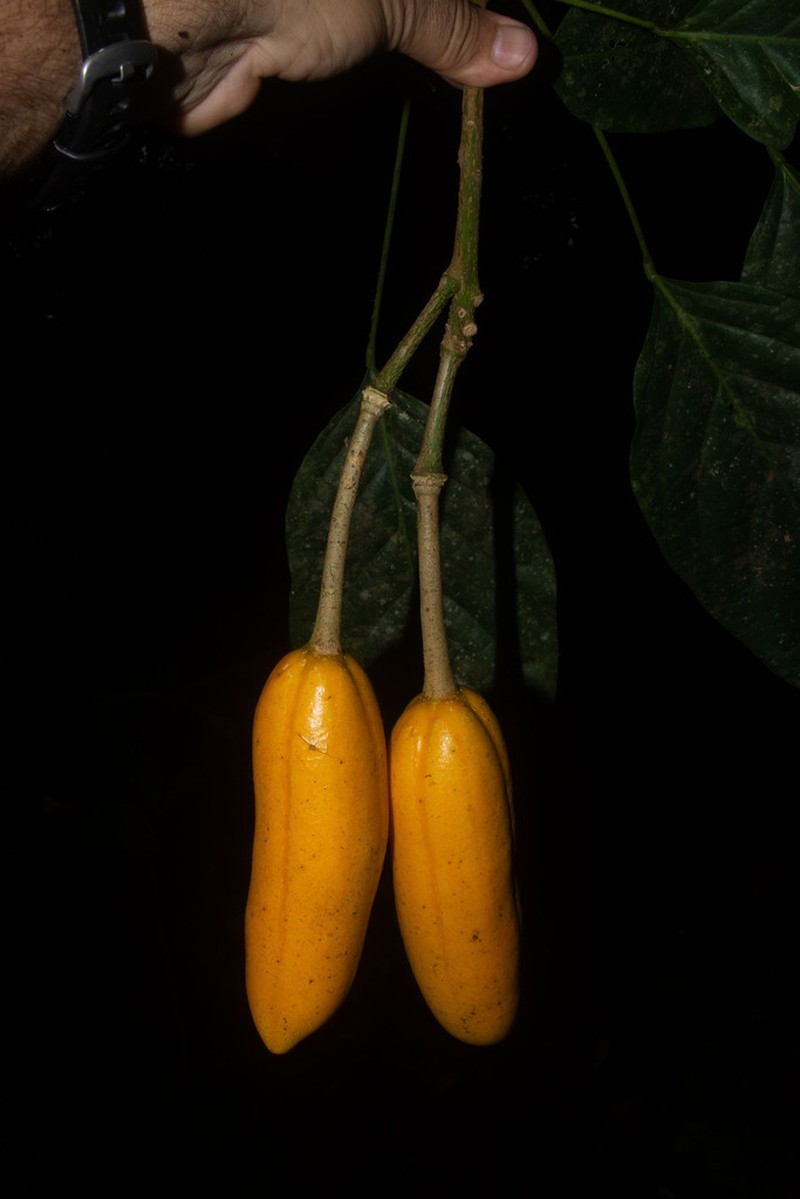 Morisonia megalosperma