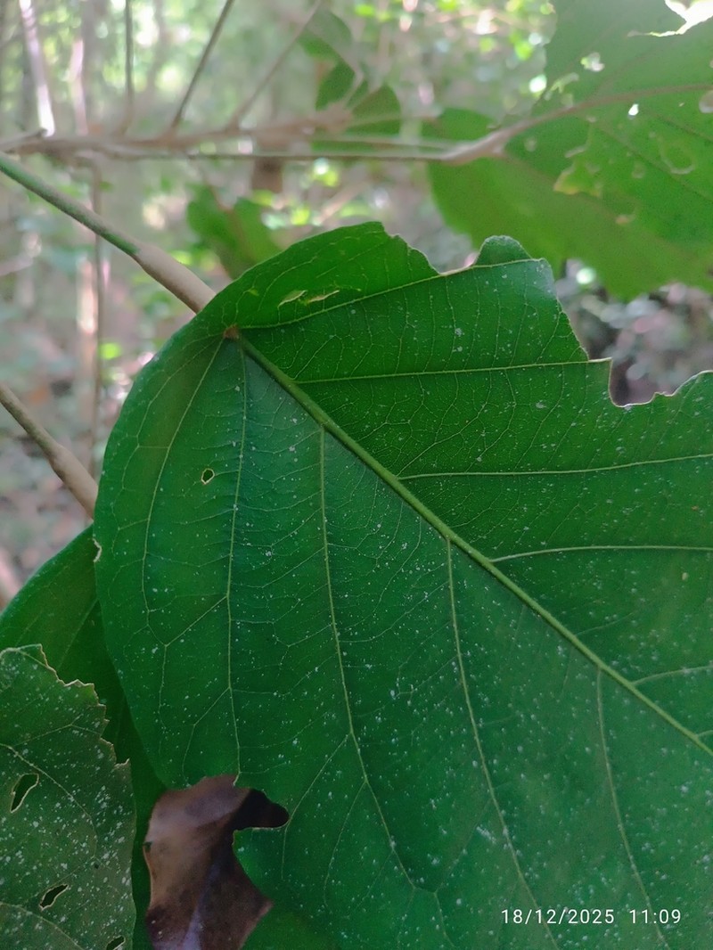Morisonia multiflora