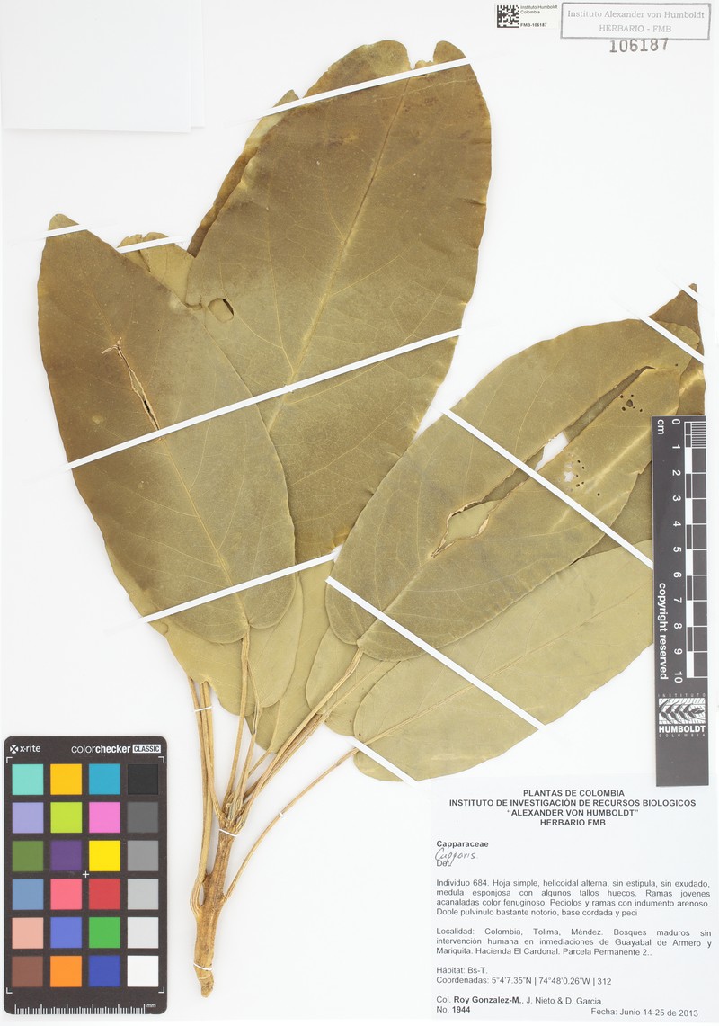 Morisonia multiflora photo 2