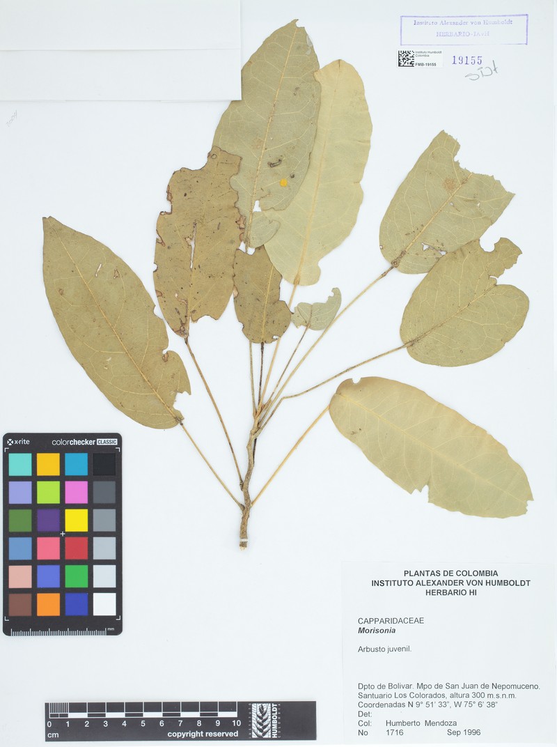 Morisonia multiflora photo 3