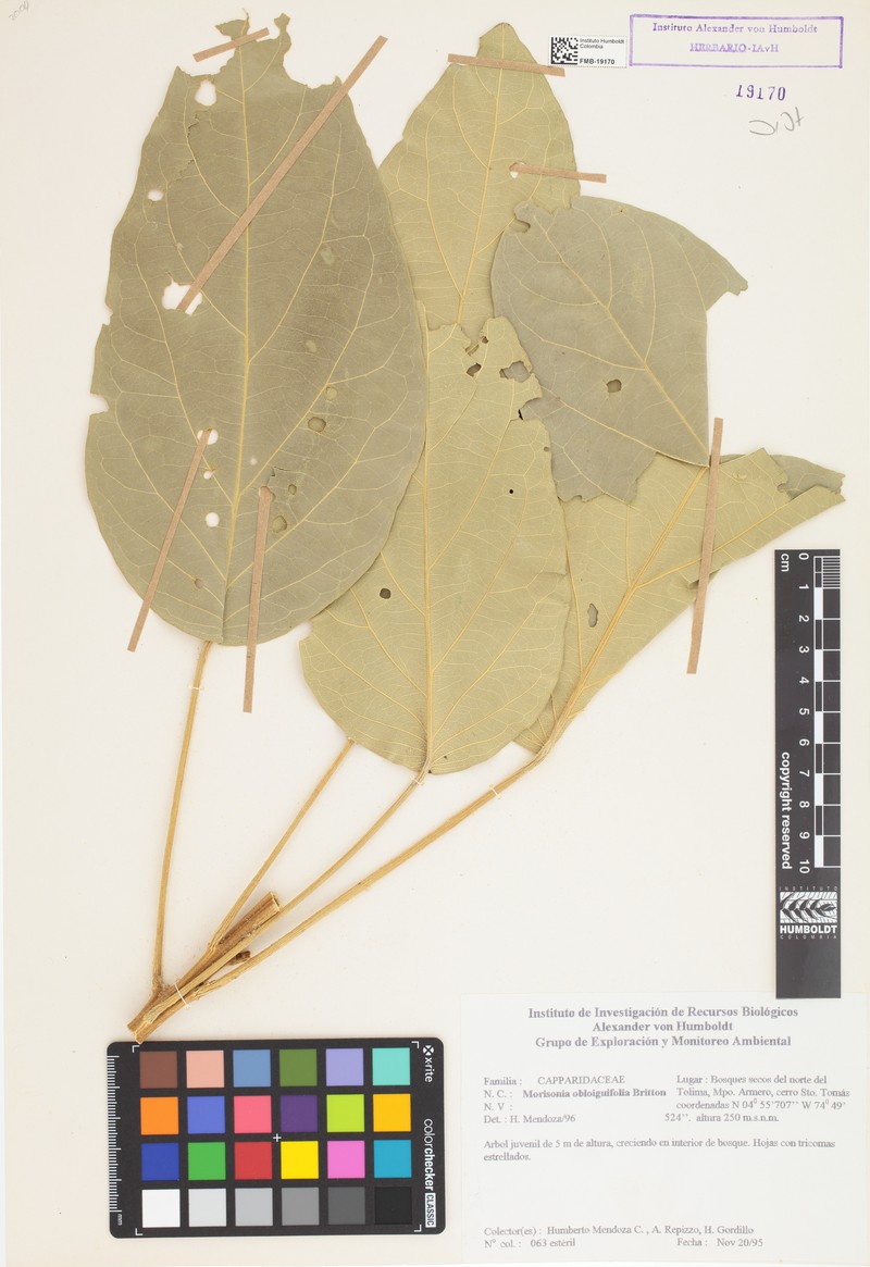 Morisonia multiflora photo 4