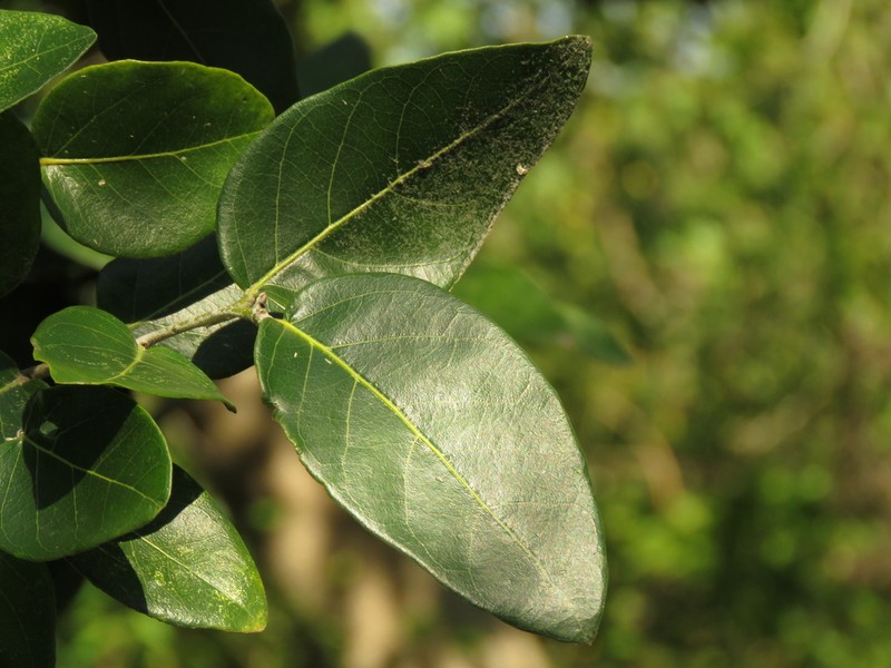 Morisonia nemorosa