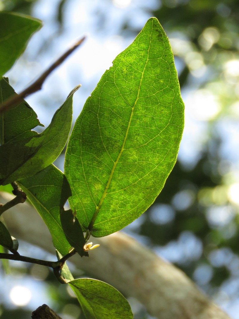 Morisonia nemorosa photo 2