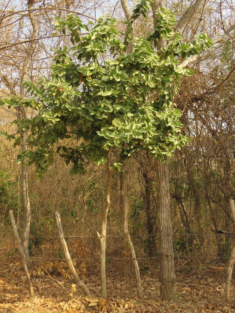 Morisonia nemorosa photo 4