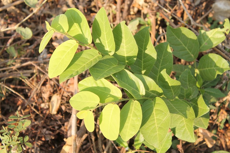 Morisonia nemorosa photo 5