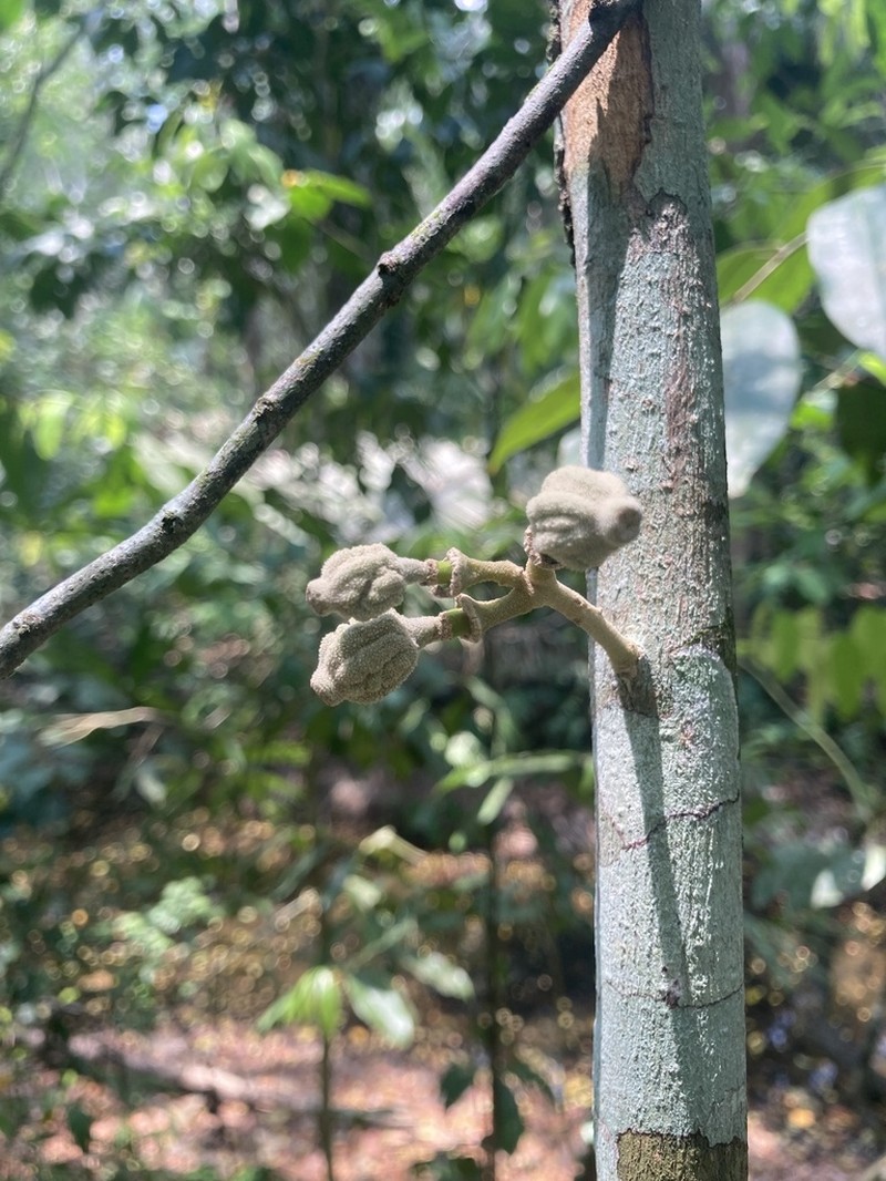 Morisonia oblongifolia
