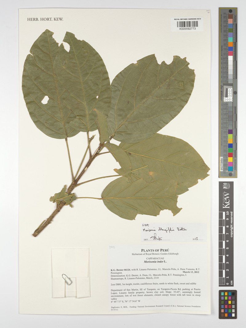 Morisonia oblongifolia photo 3