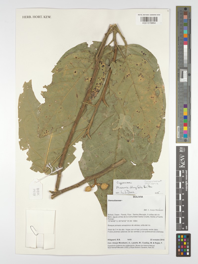 Morisonia oblongifolia photo 4