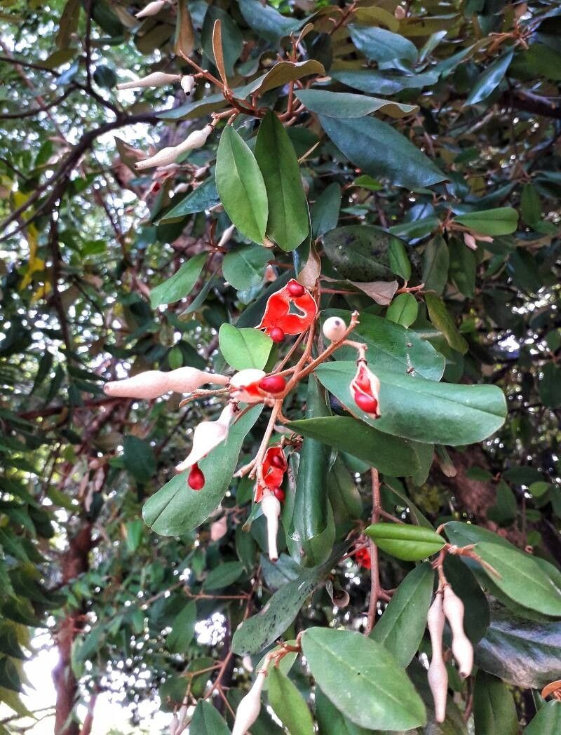 Morisonia odoratissima