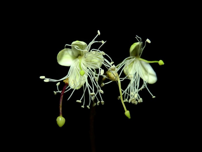 Morisonia osmantha