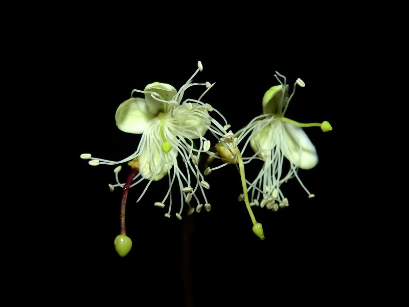 Morisonia osmantha photo 3
