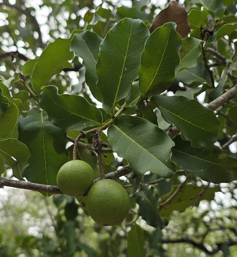 Morisonia pachaca photo 2