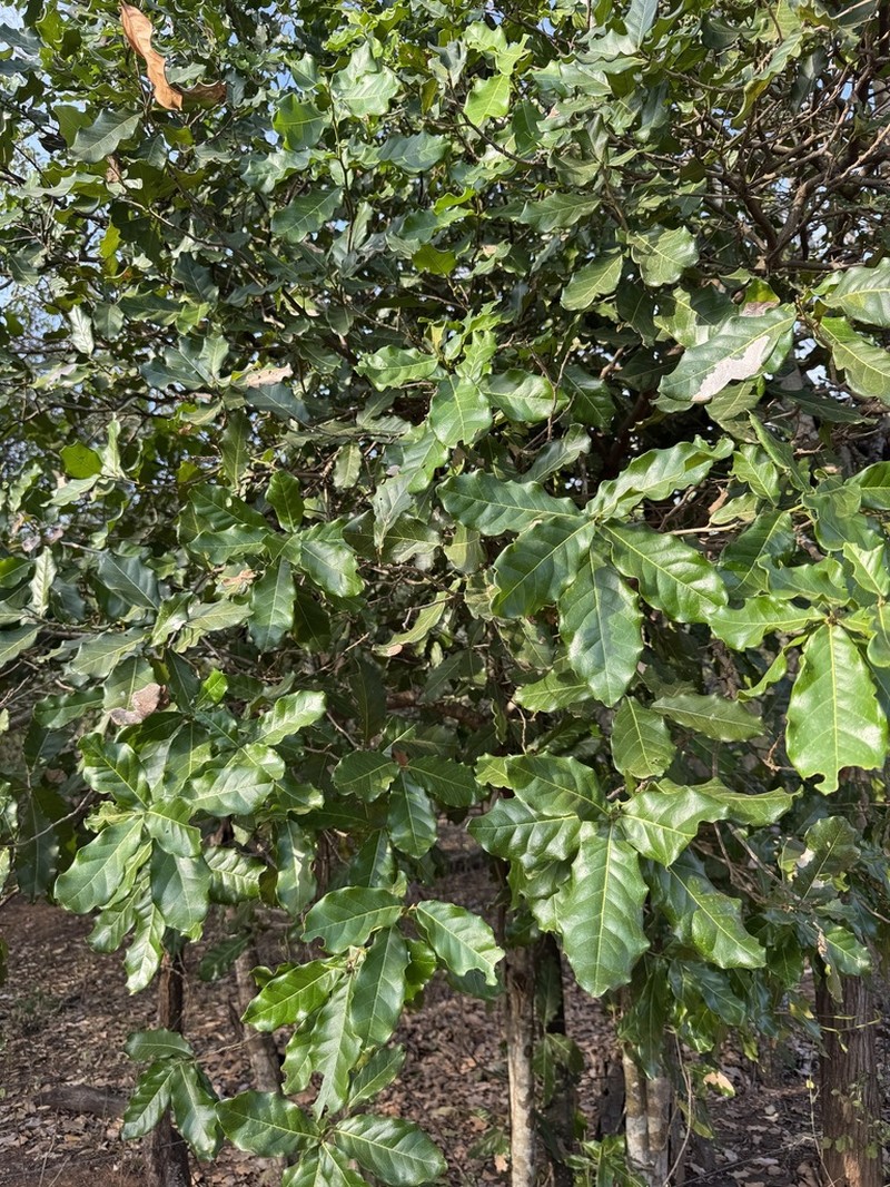 Morisonia pachaca photo 4