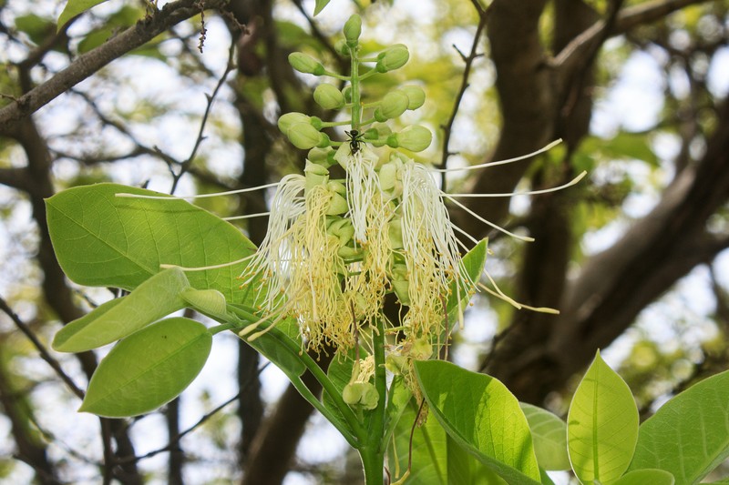Morisonia pachaca photo 5