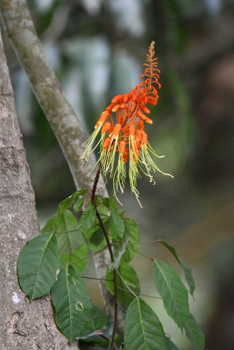 Morisonia paradoxa