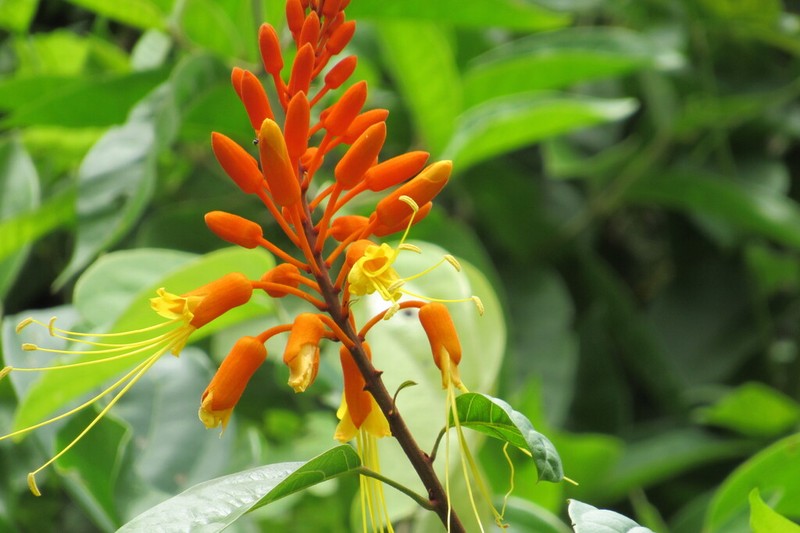 Morisonia paradoxa photo 2