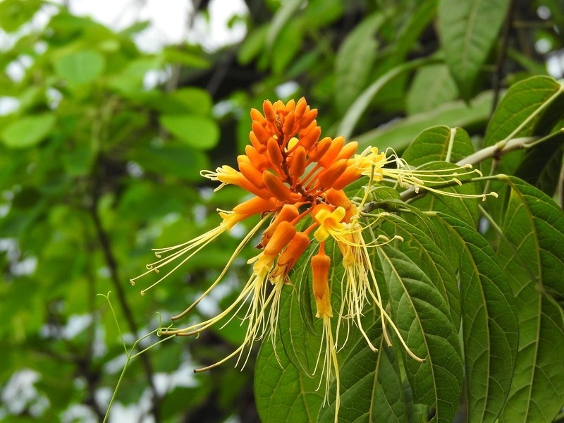 Morisonia paradoxa photo 3