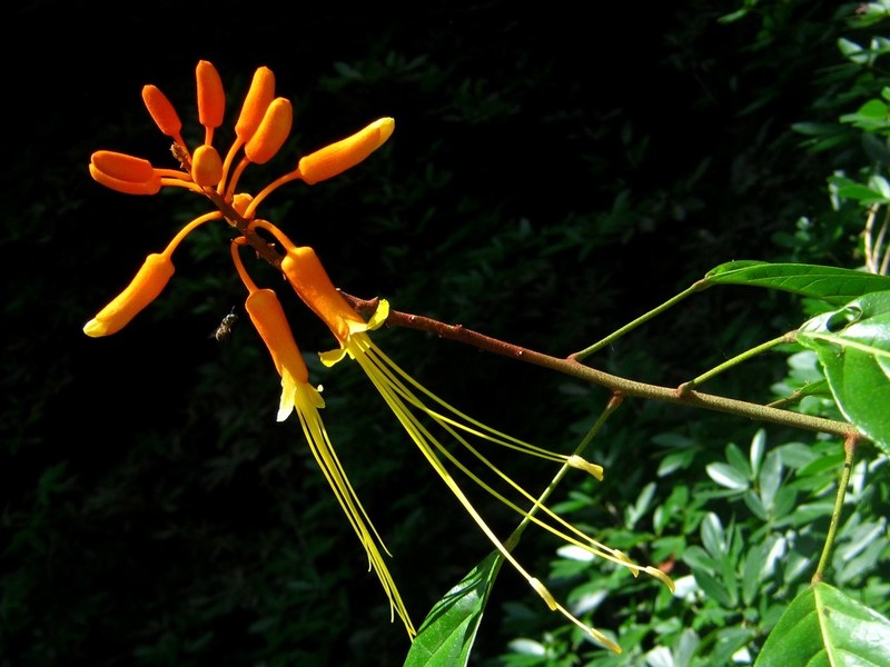 Morisonia paradoxa photo 4