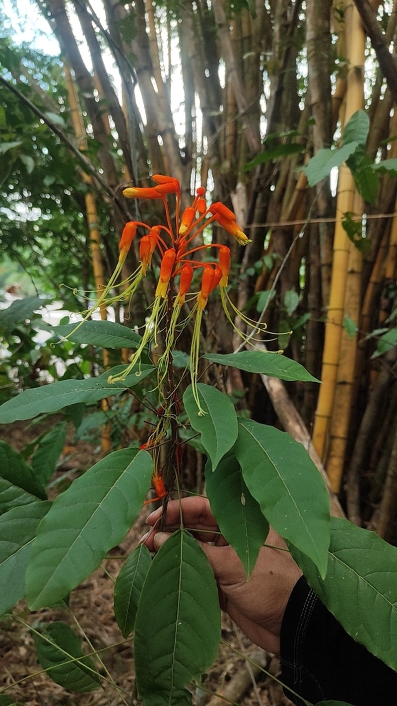 Morisonia paradoxa photo 5