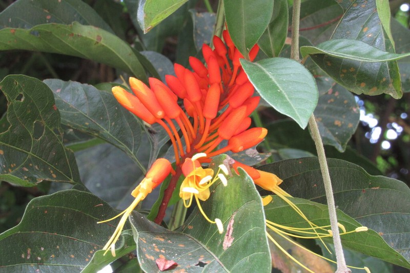 Morisonia paradoxa photo 6
