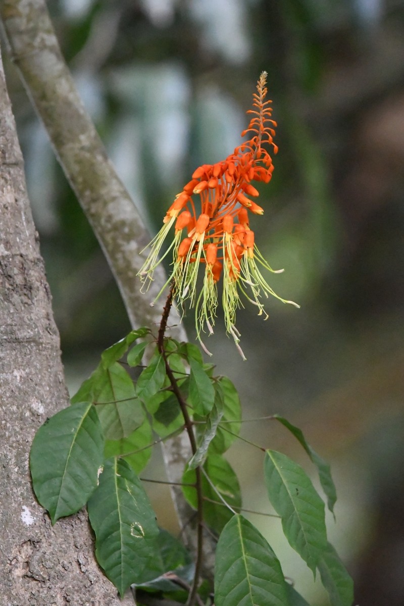 Morisonia paradoxa photo 7