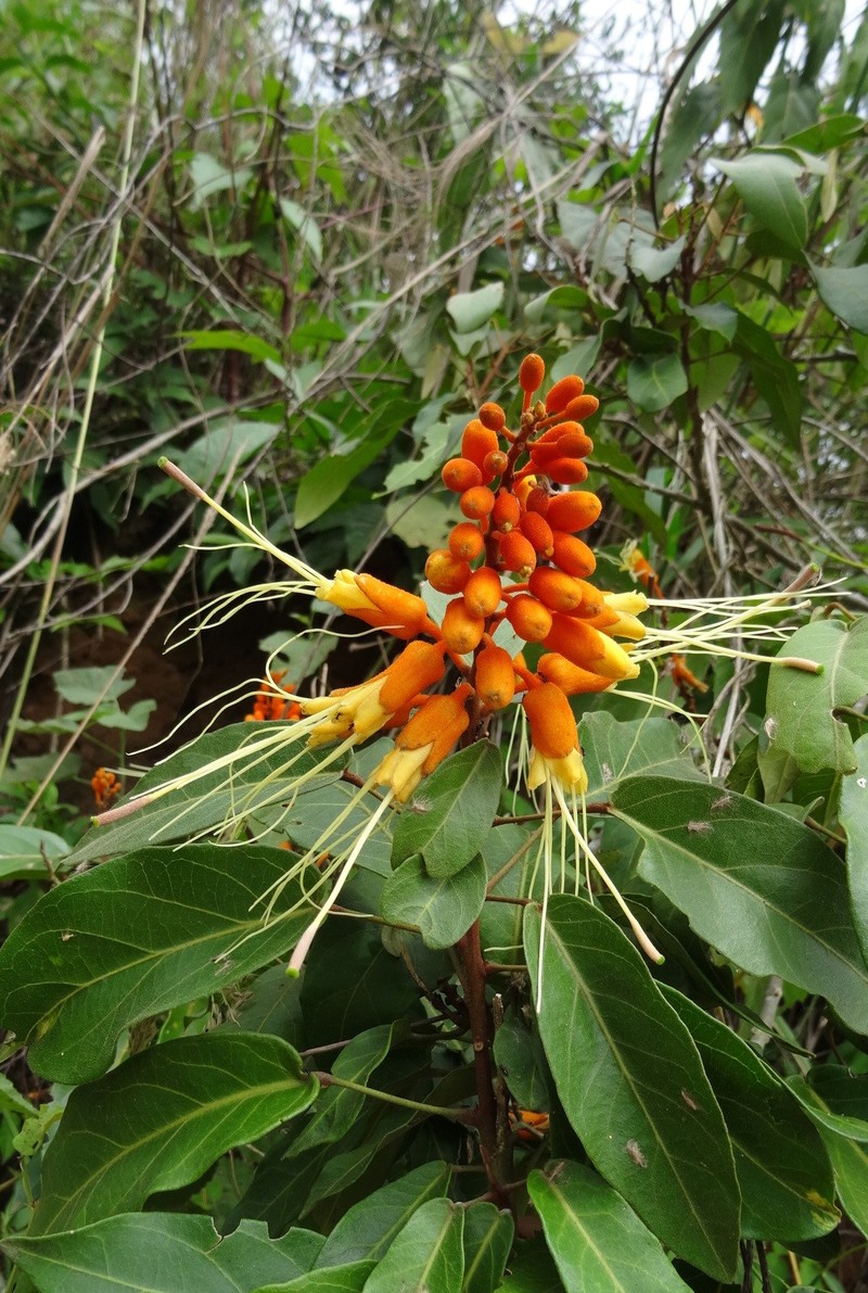 Morisonia peruviana