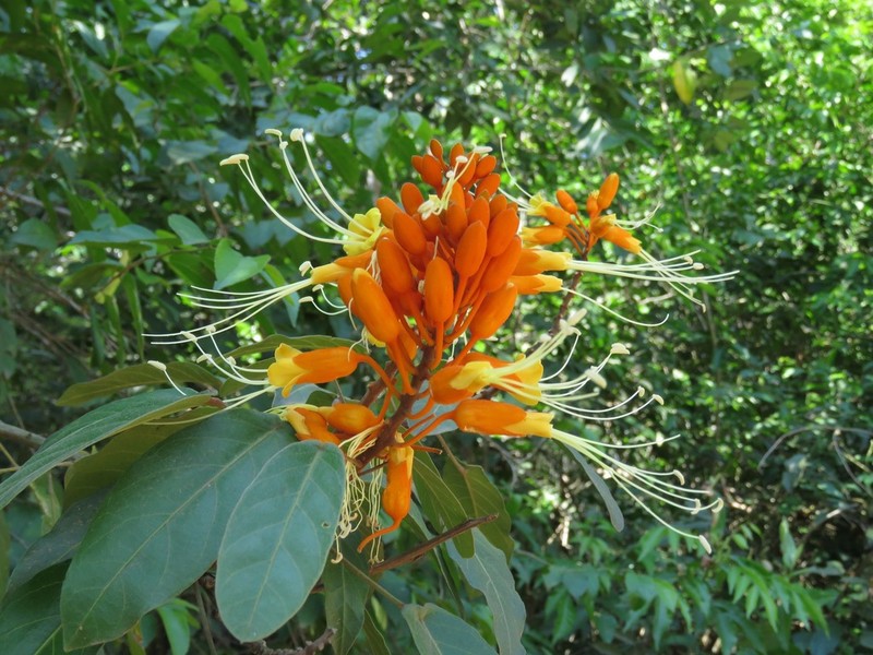 Morisonia peruviana photo 2