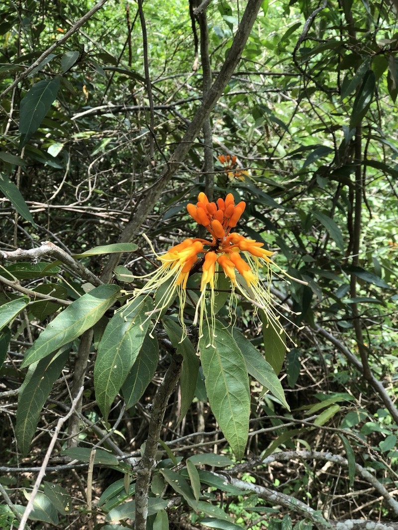 Morisonia peruviana photo 3