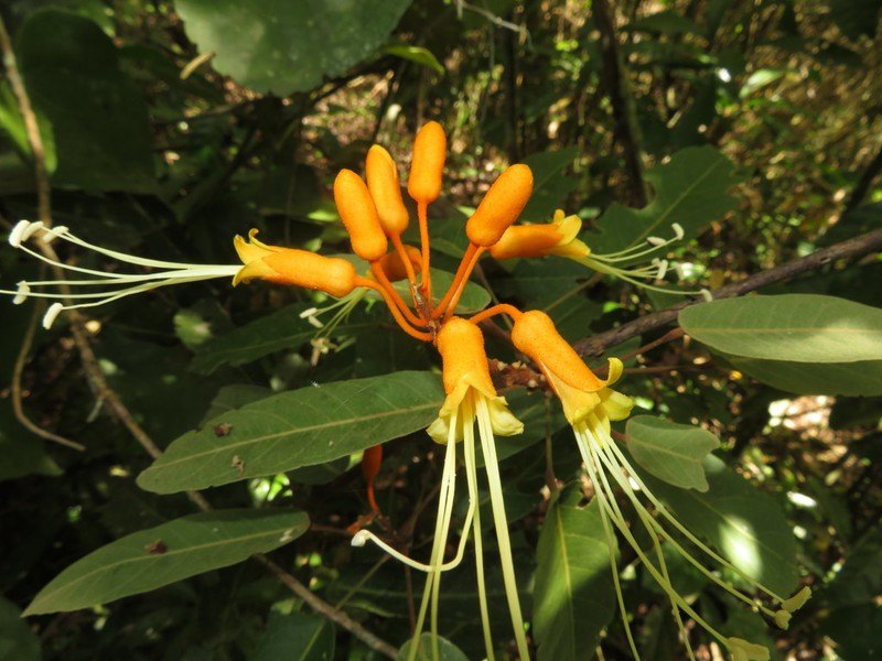 Morisonia peruviana photo 4