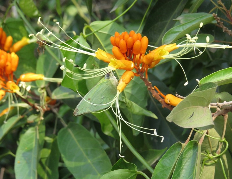 Morisonia peruviana photo 5