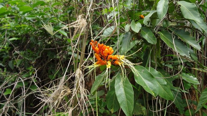 Morisonia peruviana photo 6