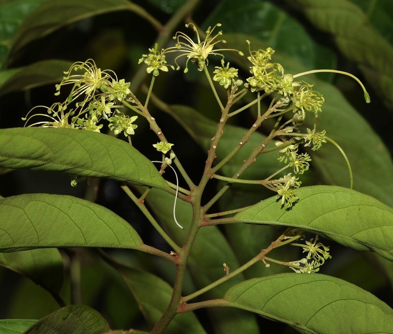 Morisonia pittieri