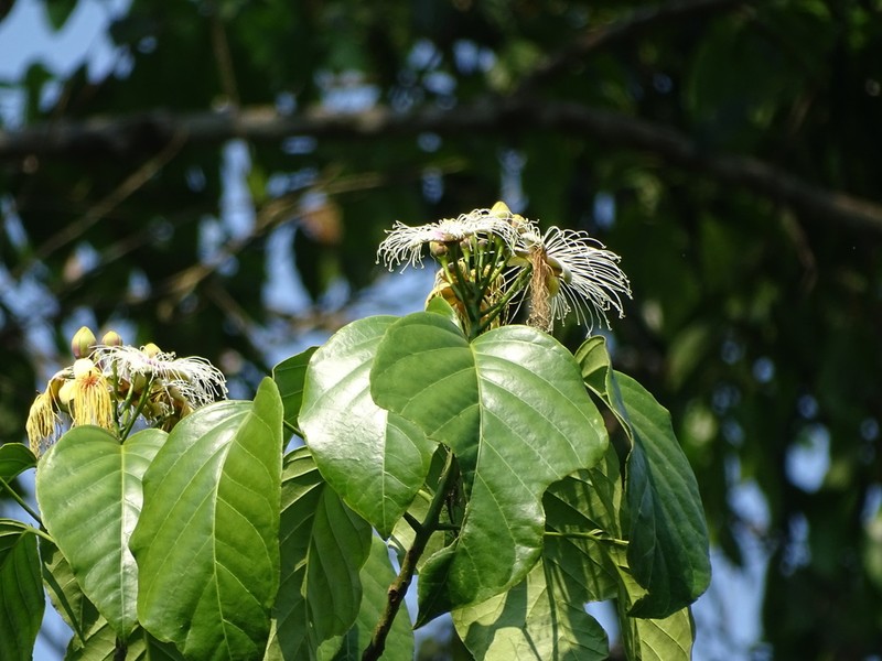 Morisonia quiriguensis