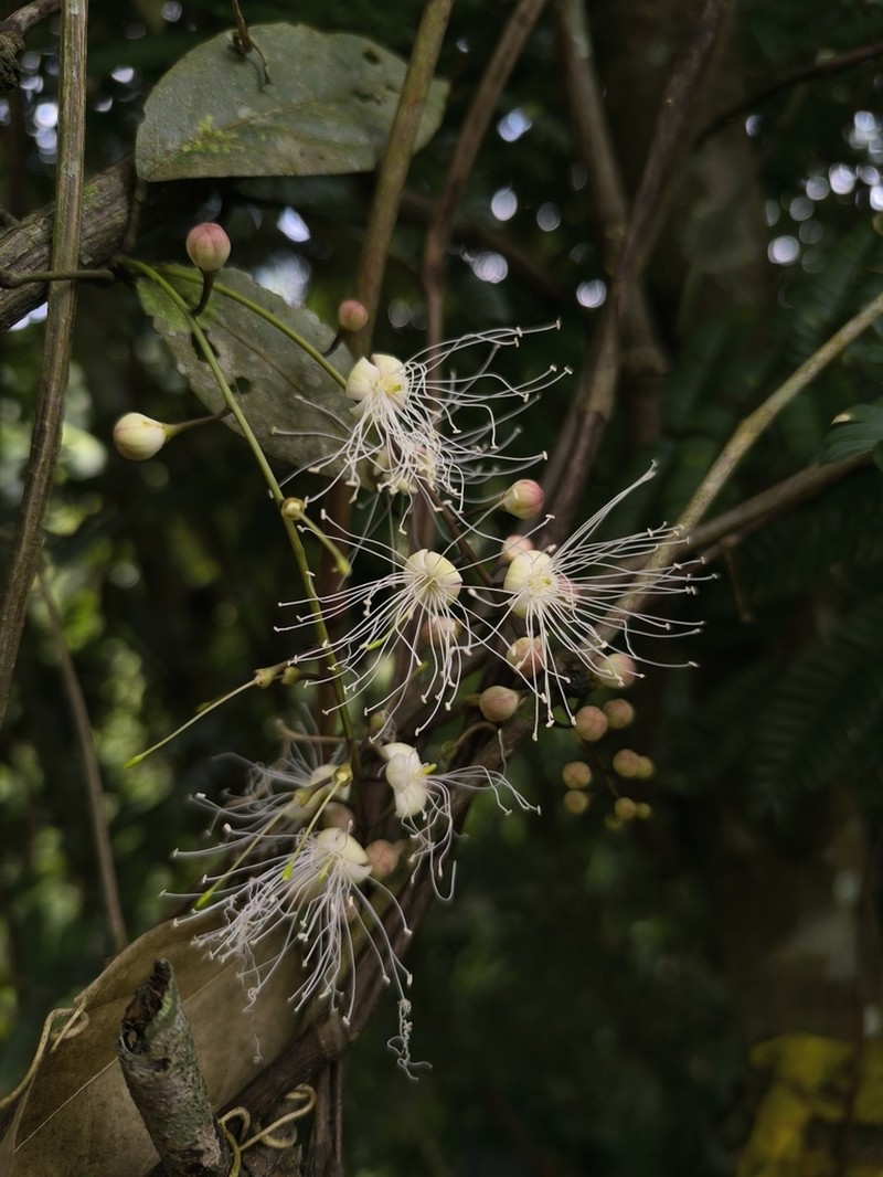 Morisonia sola