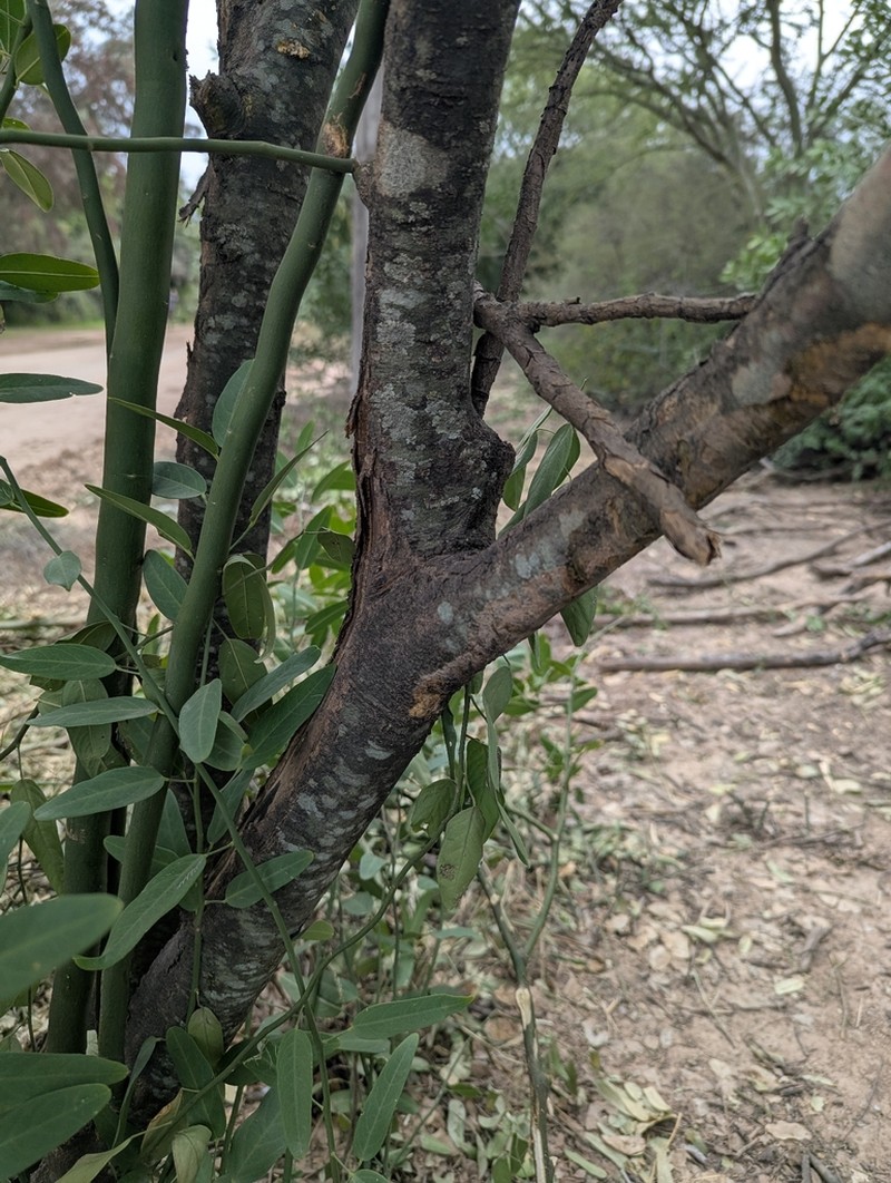 Morisonia speciosa