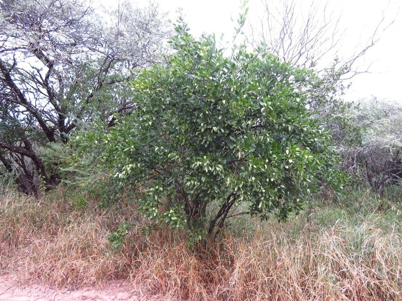 Morisonia speciosa photo 2