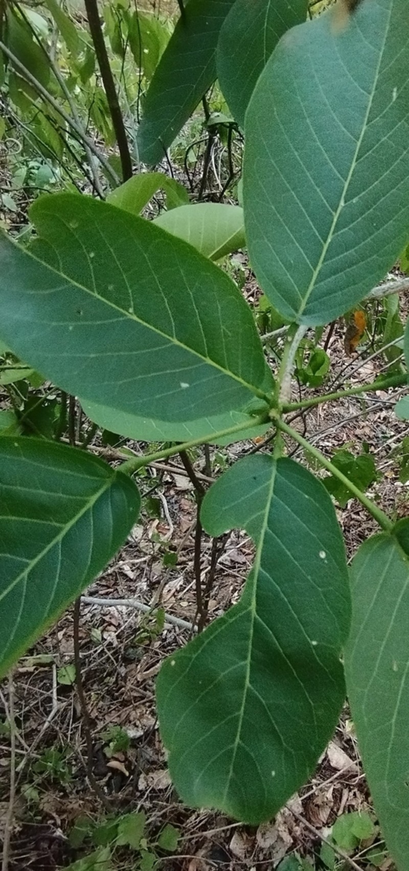Morisonia tenuisiliqua