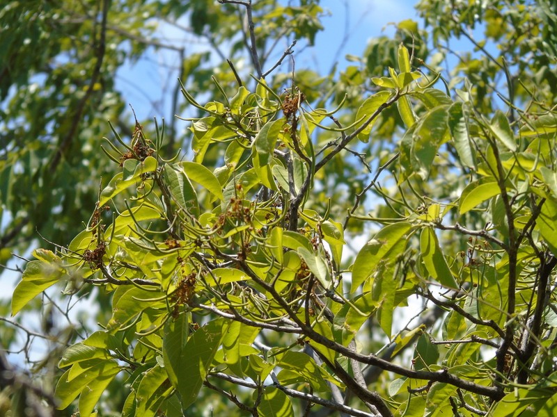 Morisonia tenuisiliqua photo 2
