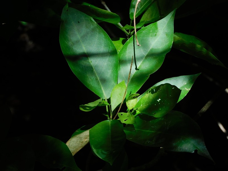 Morisonia tenuisiliqua photo 3