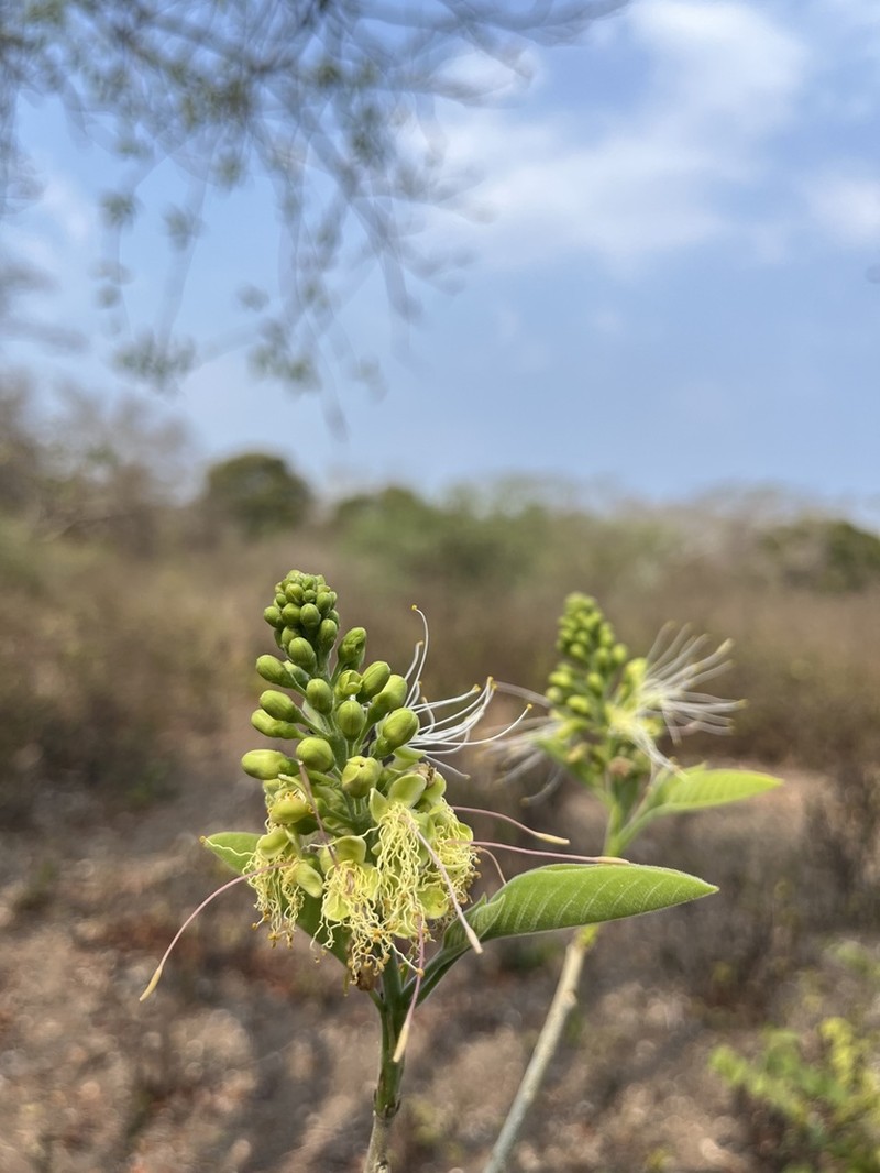 Morisonia tenuisiliqua photo 4