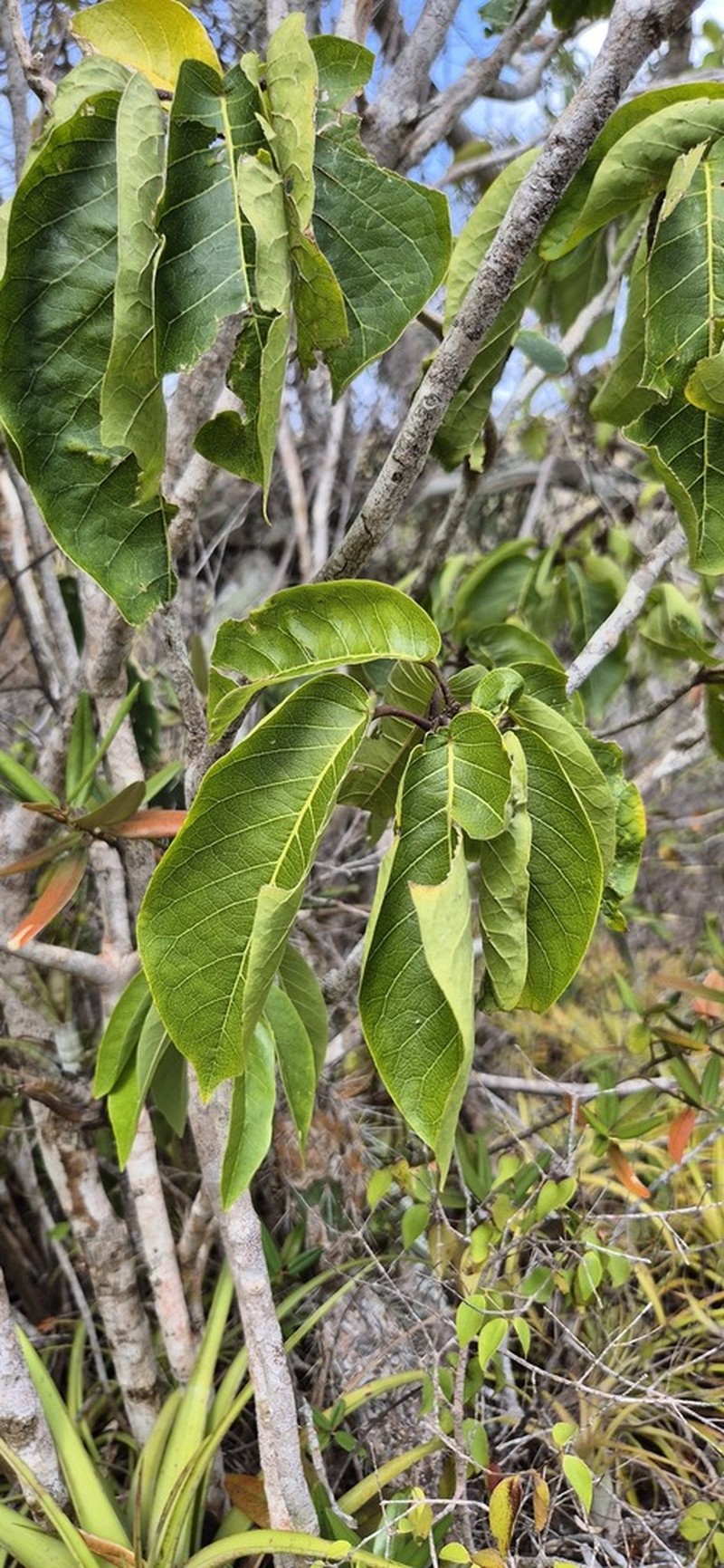Morisonia tenuisiliqua photo 5
