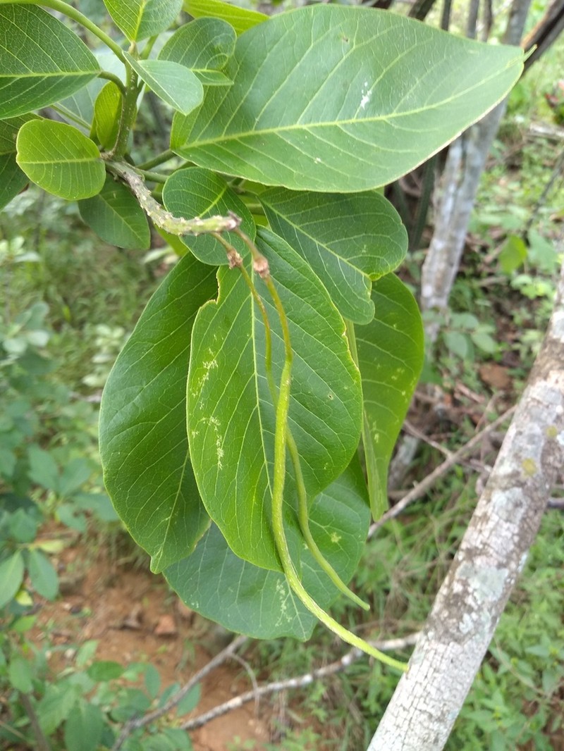 Morisonia tenuisiliqua photo 6