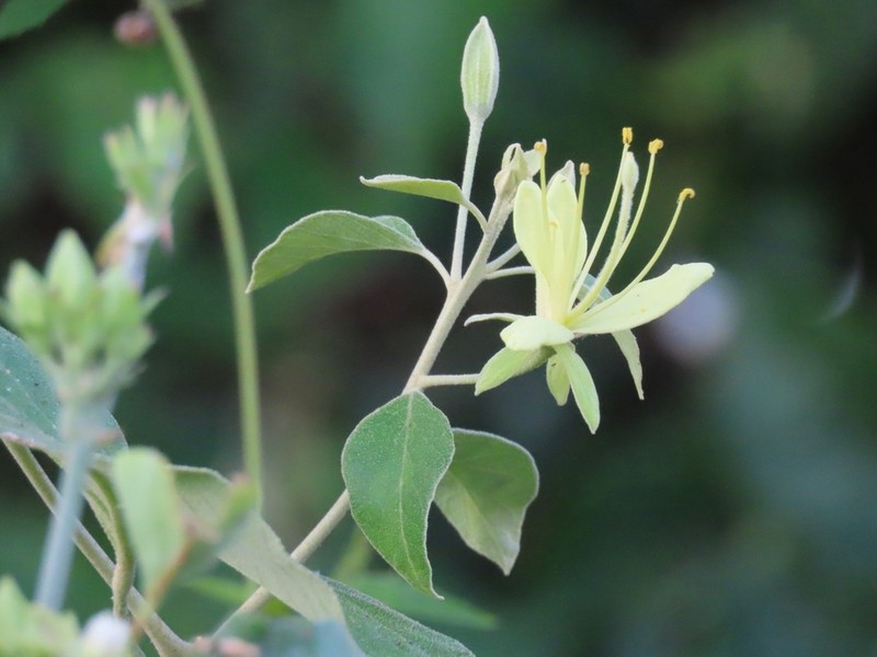 Morisonia tweedieana photo 4