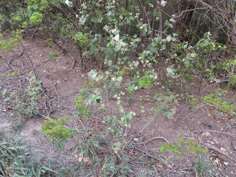 Morisonia tweedieana photo 8