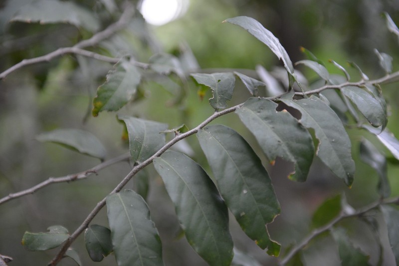 Morisonia verrucosa